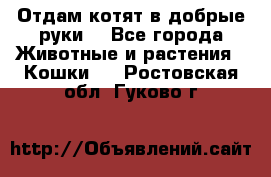 Отдам котят в добрые руки. - Все города Животные и растения » Кошки   . Ростовская обл.,Гуково г.